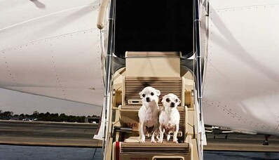 Hur kan jag resa med ett privatflygplan med mitt husdjur?