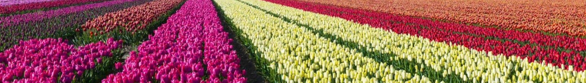 Hoogeveen : plats för privatflyg