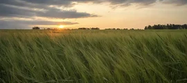Pobedilovo : privat jetuthyrning