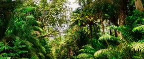 Trinidad & Tobago : Uthyrning av privatjet