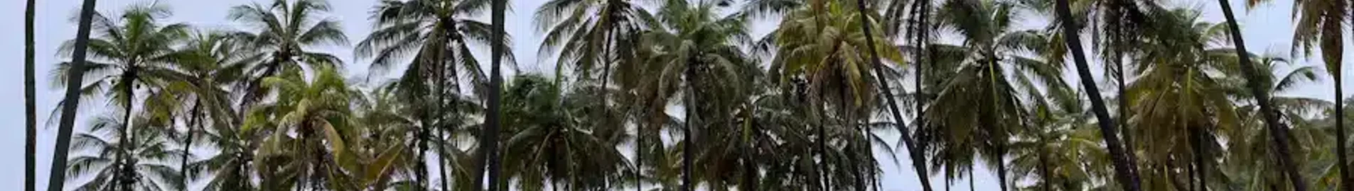 Union Island: privatjetuthyrning