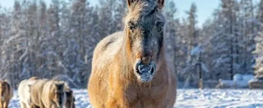 Yakutsk : privat jetuthyrning