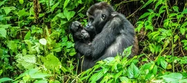 Demokratiska republiken Kongo : privat jetuthyrning i DRC