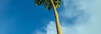 lanveoc : location de jet privé