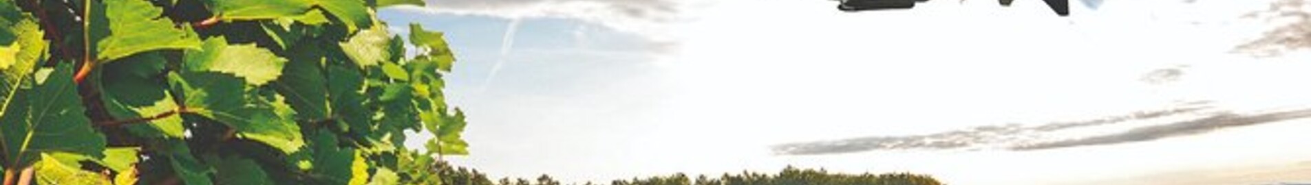 Vinodlingarna i Bourgogne: helikopterupplevelse
